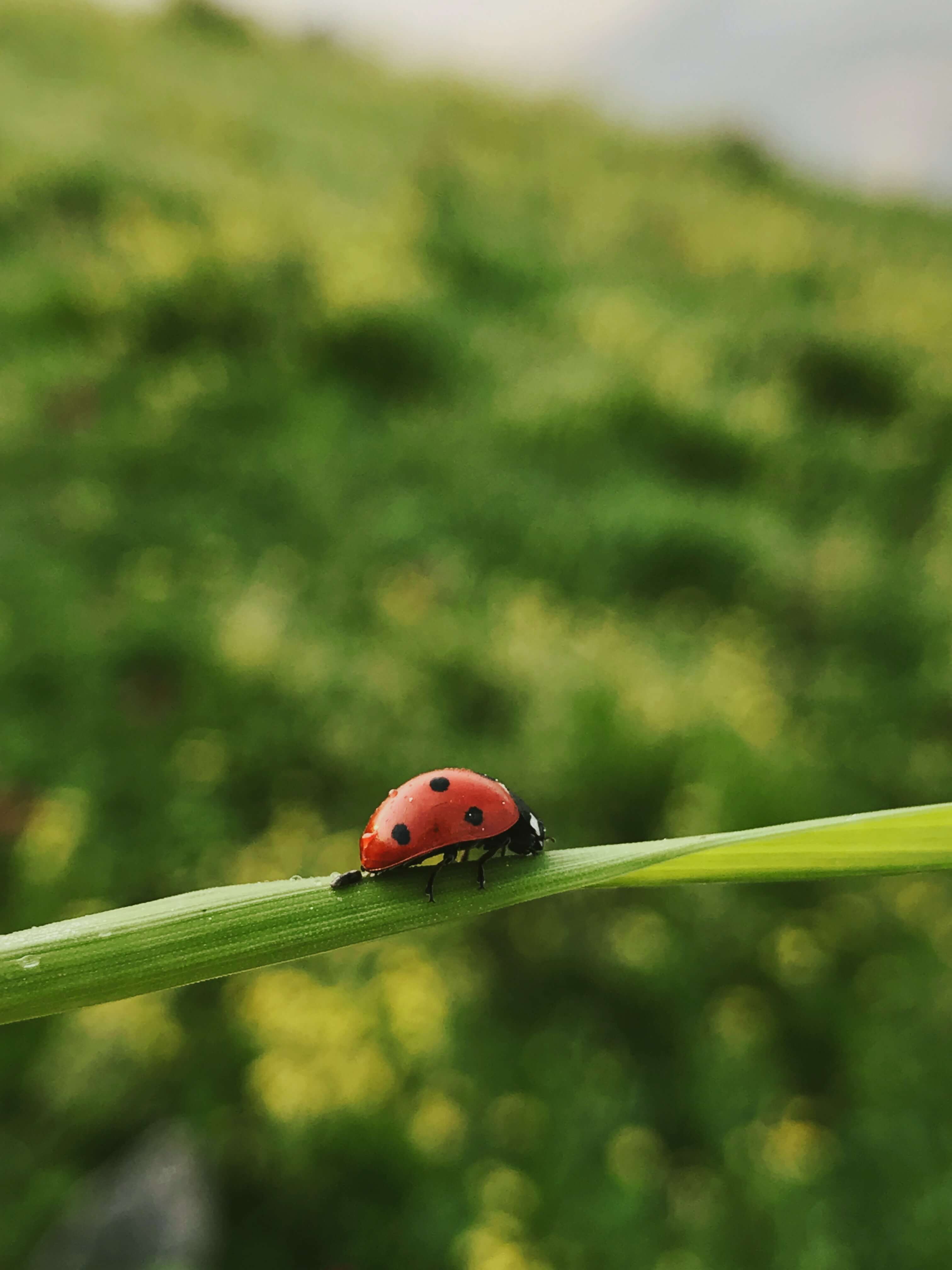 Guide achat Coccinelles